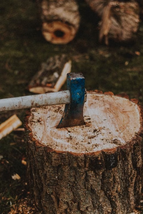 An axe resting in a tree stump, surrounded by woodland