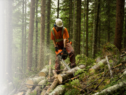 Forestry worker using a chainsaw to cut fallen timber in woodland